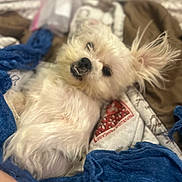Jj is registered to the contest to win money with this photo: dog, white_dog, fluffy, pet, blanket, cozy, indoor, relaxed, ears_up, cute, lying_down, fur, expression, comfort, textile, soft, home, portrait, animal, sleepy