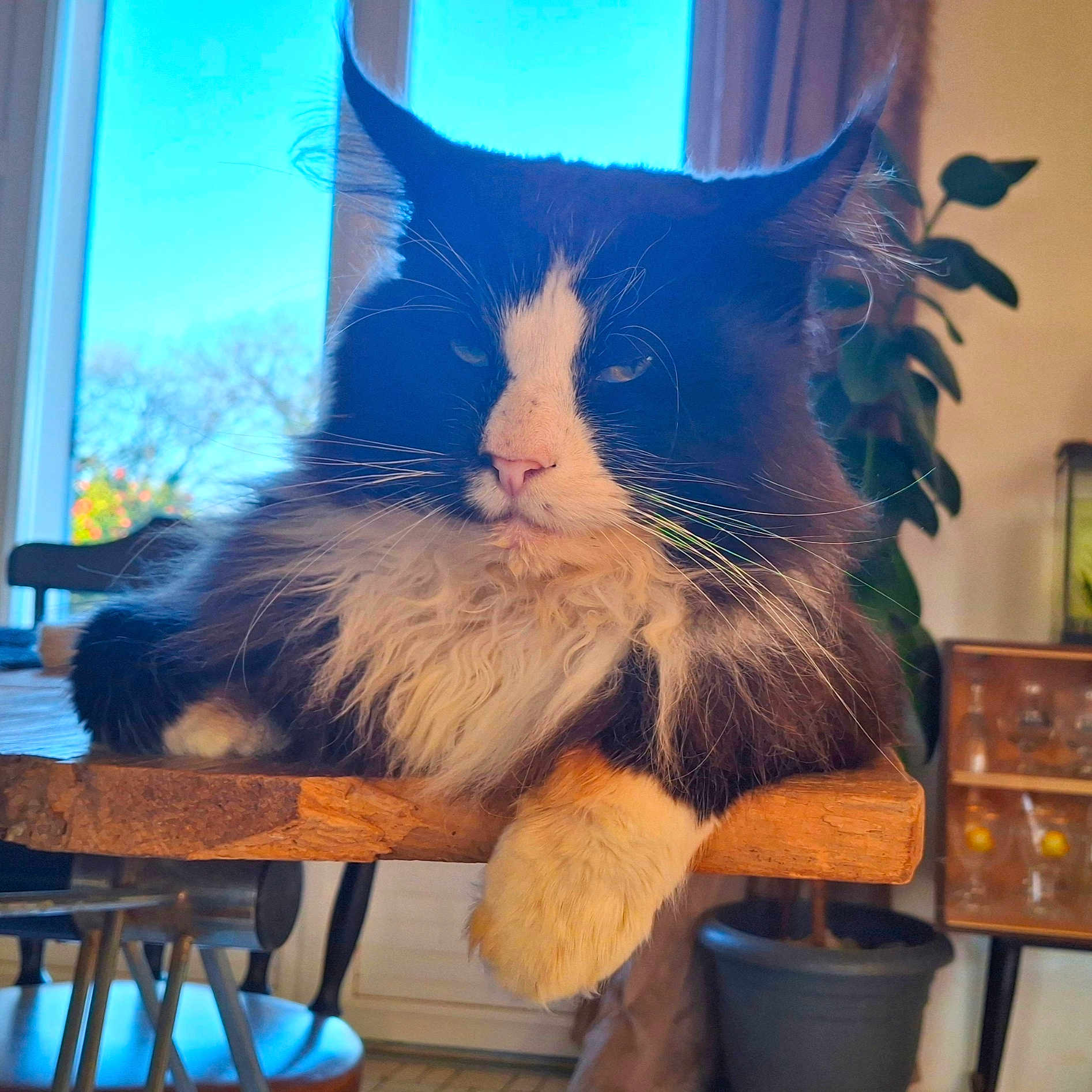 Sugar a rejoint le concours — aidez-le/la à gagner de superbes lots ! animal, black_and_white, cat, chair, cozy, daylight, domestic, fluffy, furniture, houseplant, indoor, natural_light, paw, pet, plant, relaxed, table, whiskers, window, wood