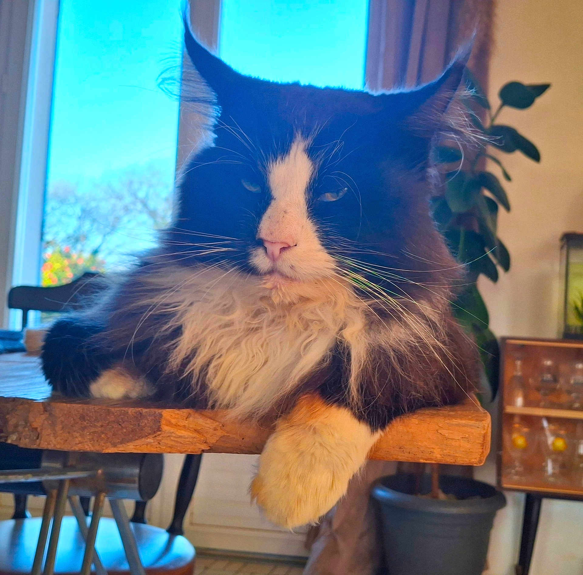 Sugar a rejoint le concours — aidez-le/la à gagner de superbes lots ! cat, fluffy, black_and_white, indoor, table, wood, window, plant, furniture, relaxed, pet, whiskers, paw, natural_light, cozy, domestic, animal, houseplant, chair, daylight