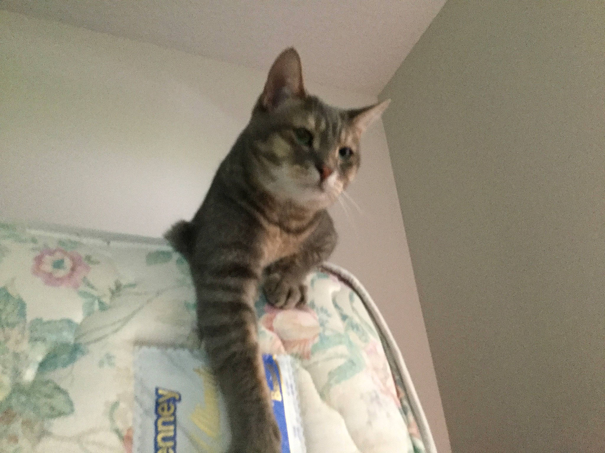 Caspian is registered to the contest to win money with this photo: aegean_cat, american_shorthair, asian, california_spangled, carnivore, cat, domestic_short_haired_cat, dragon_li, ear, egyptian_mau, european_shorthair, felidae, kitten, mammal, pixie_bob, small_to_medium_sized_cats, sokoke, tabby_cat, tail, whiskers