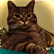 Clifford joined the competition — help win amazing prizes! cat, tabby, animal, pet, fur, whiskers, ears, face, closeup, portrait, indoor, resting, comfort, blanket, floral, pattern, domestic, cute, feline, relaxed