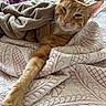 animal, bed, blanket, cat, cozy, cute, feline, fur, ginger_cat, home, indoor, natural_light, paw, pet, quilt, relaxed, resting, sleepy, towel, window