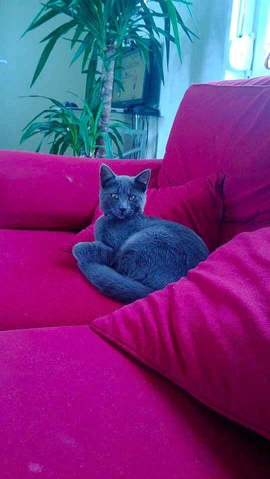 Grisu