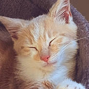 Nougat participe au concours pour gagner de l'argent avec cette photo : cat, kitten, sleeping, paw, pink_paw_pads, fur, cozy, pet_bed, close_up, cute, animal, domestic_cat, relaxed, whiskers, ears, indoor, resting, soft, adorable, feline