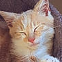 cat, kitten, sleeping, paw, pink_paw_pads, fur, cozy, pet_bed, close_up, cute, animal, domestic_cat, relaxed, whiskers, ears, indoor, resting, soft, adorable, feline