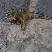 Gypsie participe au concours pour gagner de l'argent avec cette photo : fauna, metal