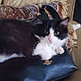 cat, black_and_white, feline, purse, coach, couch, pillow, indoor, pet, fur, whiskers, curious, relaxed, closeup, animal, domestic, cute, soft, resting, cozy