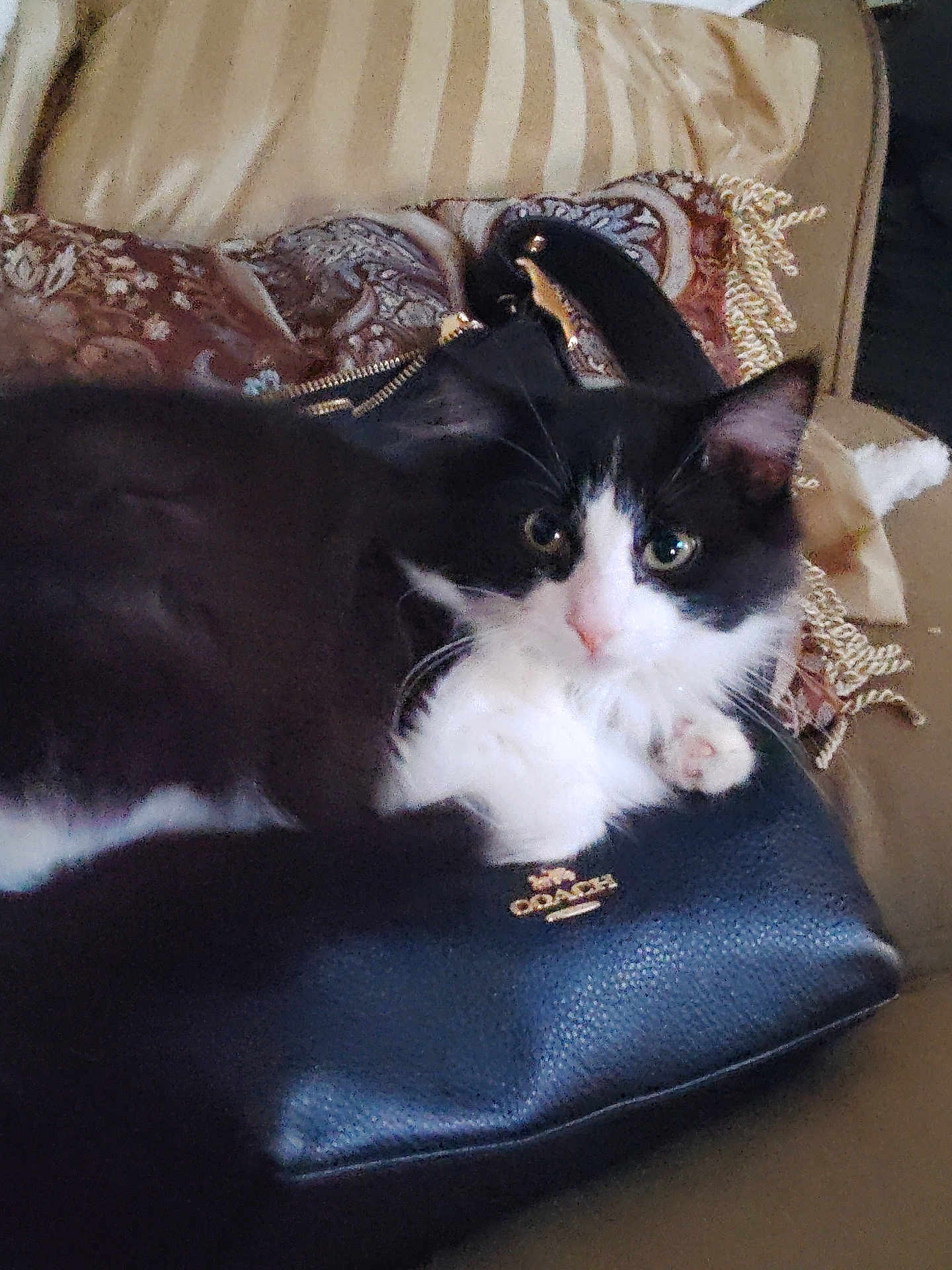 Precious joined the competition — help win amazing prizes! cat, black_and_white, feline, purse, coach, couch, pillow, indoor, pet, fur, whiskers, curious, relaxed, closeup, animal, domestic, cute, soft, resting, cozy