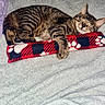 Evie is registered to the contest to win money with this photo: animal, blanket, cat, closed_eyes, cozy, ears, feline, indoors, lying_down, nap, paws, pet, plaid, portrait, red_cushion, relaxed, sleeping, striped_fur, tabby, whiskers