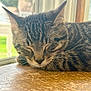 Evie joined the competition — help win amazing prizes! animal, cat, closeup, ears, face, feline, fur, indoor, nap, natural_light, peaceful, pet, quiet, relaxation, resting, sleeping, tabby, whiskers, window, wooden_surface