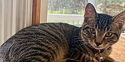 Evie is registered to the contest to win money with this photo: animal, blurred_background, cat, collar, curious_eyes, cute, domestic_cat, feline, fur, indoor, natural_light, pet, relaxed, resting, tabby, tail, whiskers, window, wooden_surface, young_cat