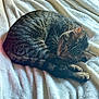 Evie joined the competition — help win amazing prizes! animal, blanket, cat, cozy, curled_up, cute, domestic, feline, fur, indoor, nap, peaceful, pet, relaxation, resting, sleeping, soft_texture, tabby, tail, whiskers