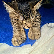 Evie is registered to the contest to win money with this photo: animal, blanket, blue_blanket, cat, closeup, cozy, cute, ears, feline, fur, indoor, nap, paws, pet, relaxed, resting, sleeping, tabby, whiskers, white_blanket
