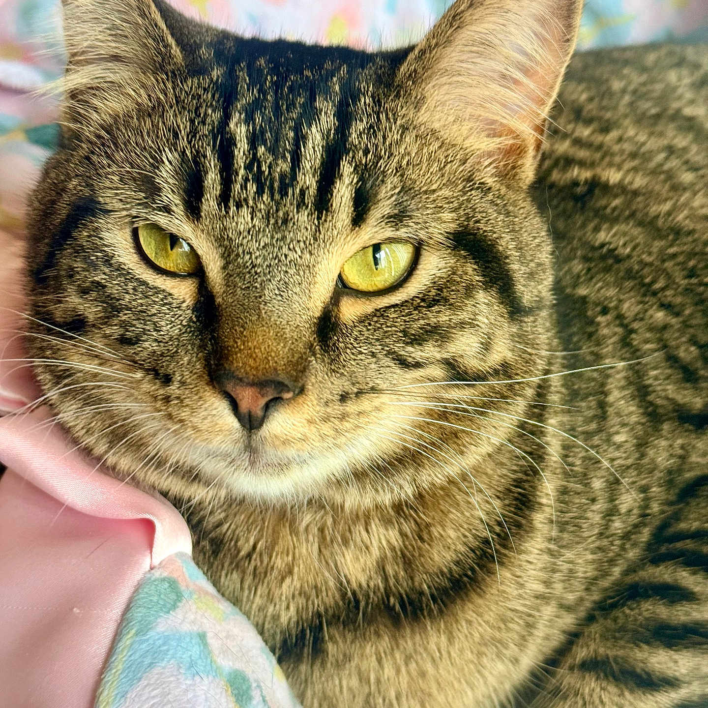 Evie