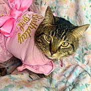 Evie is registered to the contest to win money with this photo: animal, cat, close_up, costume, cute, ears, fashion, floral_blanket, glitter_text, indoor, lying_down, pastel_colors, pet, photography, pink_clothing, portrait, satin_bow, tabby_cat, whiskers, yellow_eyes