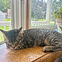 animal, cat, cozy, daylight, feline, greenery, indoor, kitten, pet, plant, potted_plant, quiet, resting, screen, sleeping, sunlight, tabby, window, windowsill, wood