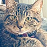 Evie joined the competition — help win amazing prizes! animal, blanket, cat, close_up, collar, dramatic_lighting, ears, eyes, feline, fur, golden_eyes, green_eyes, indoor, lounging, nose, pet, portrait, sitting, tabby_cat, whiskers