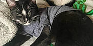 Jeremy joined the competition — help win amazing prizes! cat, tuxedo_cat, sleeping, resting, blanket, pillow, indoor, cozy, fur, whiskers, pet, animal, cute, feline, black_and_white, soft, relaxing, companions, clothing, nap