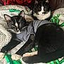 cat, tuxedo_cat, sleeping, resting, blanket, pillow, indoor, cozy, fur, whiskers, pet, animal, cute, feline, black_and_white, soft, relaxing, companions, clothing, nap
