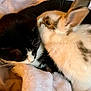 Jeremy joined the competition — help win amazing prizes! cat, rabbit, animal, pet, furry, black_and_white, white, brown, soft, blanket, cozy, closeup, friendship, resting, cute, indoors, fur, whiskers, ears, sleepy