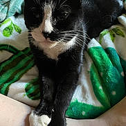 Jeremy is registered to the contest to win money with this photo: cat, black_and_white_cat, pet, animal, feline, blanket, green_blanket, white_blanket, paw, stretching, indoor, cozy, relaxed, closeup, leg, fur, whiskers, resting, domestic_cat, companion