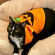 Navi joined the competition — help win amazing prizes! animal, black_and_white, blanket, cat, collar, costume, couch, ears, funny, green_accessory, indoor, orange_costume, paws, pet, portrait, sofa, tuxedo_cat, whiskers, white_paws, wide_eyed