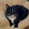 Navi is registered to the contest to win money with this photo: animal, black_and_white, cat, charm, collar, couch, cozy, cushion, funny, indoors, lying_down, pacifier, paws, pet, plush, portrait, sitting, tuxedo_cat, whiskers, yellow_eyes