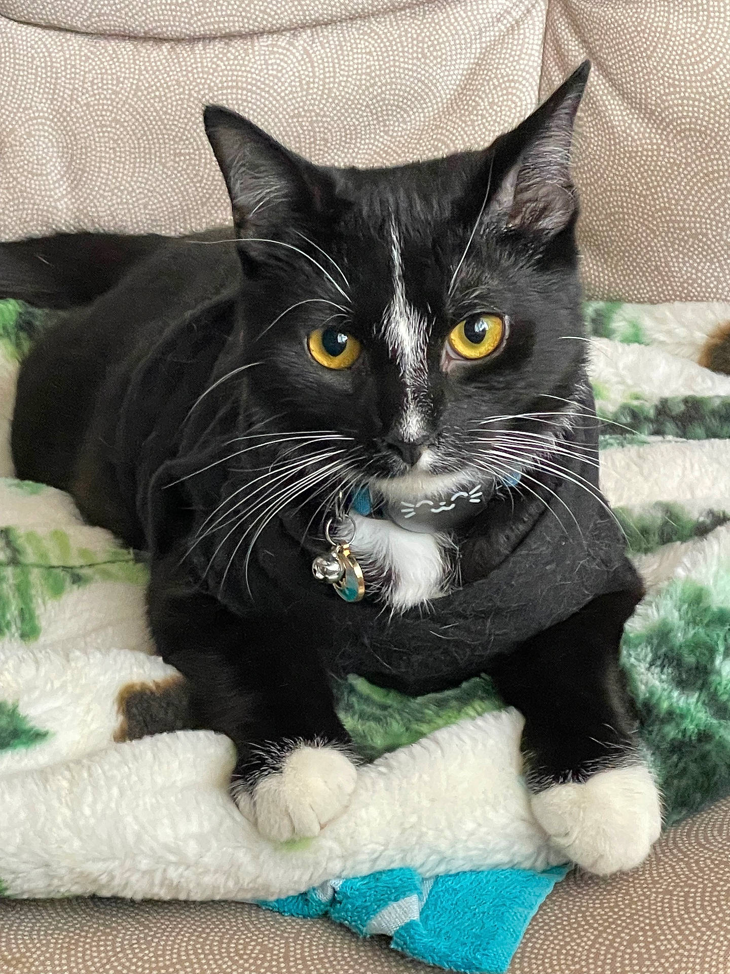 animal, bell, black_and_white, blanket, cat, close_up, collar, cozy, cute, domestic_cat, feline, fur, indoor, paws, pet, portrait, relaxed, resting, whiskers, yellow_eyes