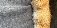 Dua is registered to the contest to win money with this photo: animal, cat, couch, cozy, cute, domestic_cat, feline, fur, gray_fabric, indoor, kitten, nap, orange_cat, paw, pet, relaxation, resting, sleeping, whiskers, white_paws