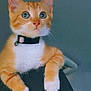 Dua is registered to the contest to win money with this photo: animal, background, cat, chair, closeup, collar, curious, cute, domestic_cat, ears_up, feline, indoor, kitten, looking, orange_cat, pet, sitting, whiskers, white_paws, young