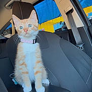 Dua joined the competition — help win amazing prizes! animal, black_seat, blue_eyes, car_interior, car_seat, cat, collar, cute, feline, indoor, kitten, orange_cat, pet, pink_collar, seat, seatbelt, small_cat, white_cat, window, young_cat