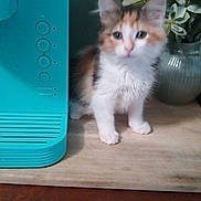 Lyric is registered to the contest to win money with this photo: kitten, cat, calico, animal, feline, pet, table, wood, appliance, flower, vase, indoor, curious, fur, domestic, small, cute, whiskers, ears, paws