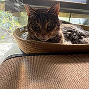 Loki joined the competition — help win amazing prizes! cat, tabby_cat, basket, window, sunlight, indoor, pet, feline, resting, curious, shadow, natural_light, cozy, animal, domestic_cat, fur, ears, whiskers, relaxation, home