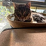 cat, tabby_cat, basket, window, sunlight, indoor, pet, feline, resting, curious, shadow, natural_light, cozy, animal, domestic_cat, fur, ears, whiskers, relaxation, home