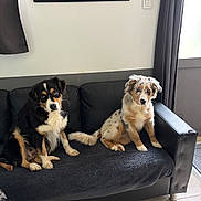 à Happy participe au concours pour gagner de l'argent avec cette photo : dog, couch, indoor, pet, black_couch, blanket, curtains, window, tile_floor, framed_photo, animal, furry, sitting, cute, domestic, companion, paws, ears, tail, looking