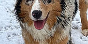 à Happy participe au concours pour gagner de l'argent avec cette photo : dog, australian_shepherd, snow, animal, pet, outdoor, fur, wet, happy, tongue_out, canine, mammal, playful, winter, friendly, closeup, portrait, nature, paw_prints, smiling