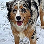 dog, australian_shepherd, snow, animal, pet, outdoor, fur, wet, happy, tongue_out, canine, mammal, playful, winter, friendly, closeup, portrait, nature, paw_prints, smiling