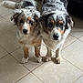 à Happy participe au concours pour gagner de l'argent avec cette photo : dog, australian_shepherd, puppy, pet, animal, indoor, tile_floor, fur, ears, tail, heterochromia, curious, standing, two_dogs, companion, cute, domestic_animal, brown, white, black