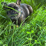 Lola Montez joined the competition — help win amazing prizes! dog, puppy, french_bulldog, grass, greenery, outdoor, nature, pet, animal, closeup, face, ears, eyes, snout, summer, blurred_background, playful, cute, young, exploring