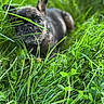 dog, puppy, french_bulldog, grass, greenery, outdoor, nature, pet, animal, closeup, face, ears, eyes, snout, summer, blurred_background, playful, cute, young, exploring