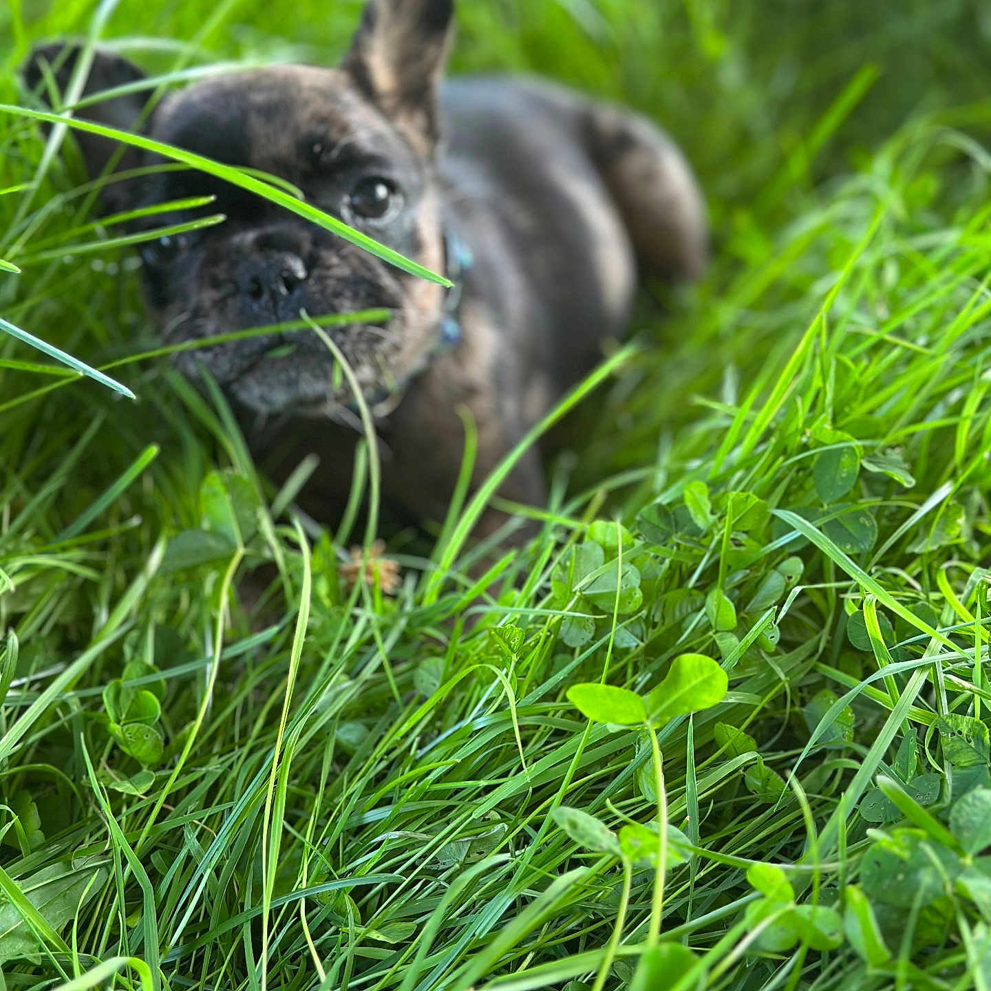 Lola Montez joined the competition — help win amazing prizes! dog, puppy, french_bulldog, grass, greenery, outdoor, nature, pet, animal, closeup, face, ears, eyes, snout, summer, blurred_background, playful, cute, young, exploring