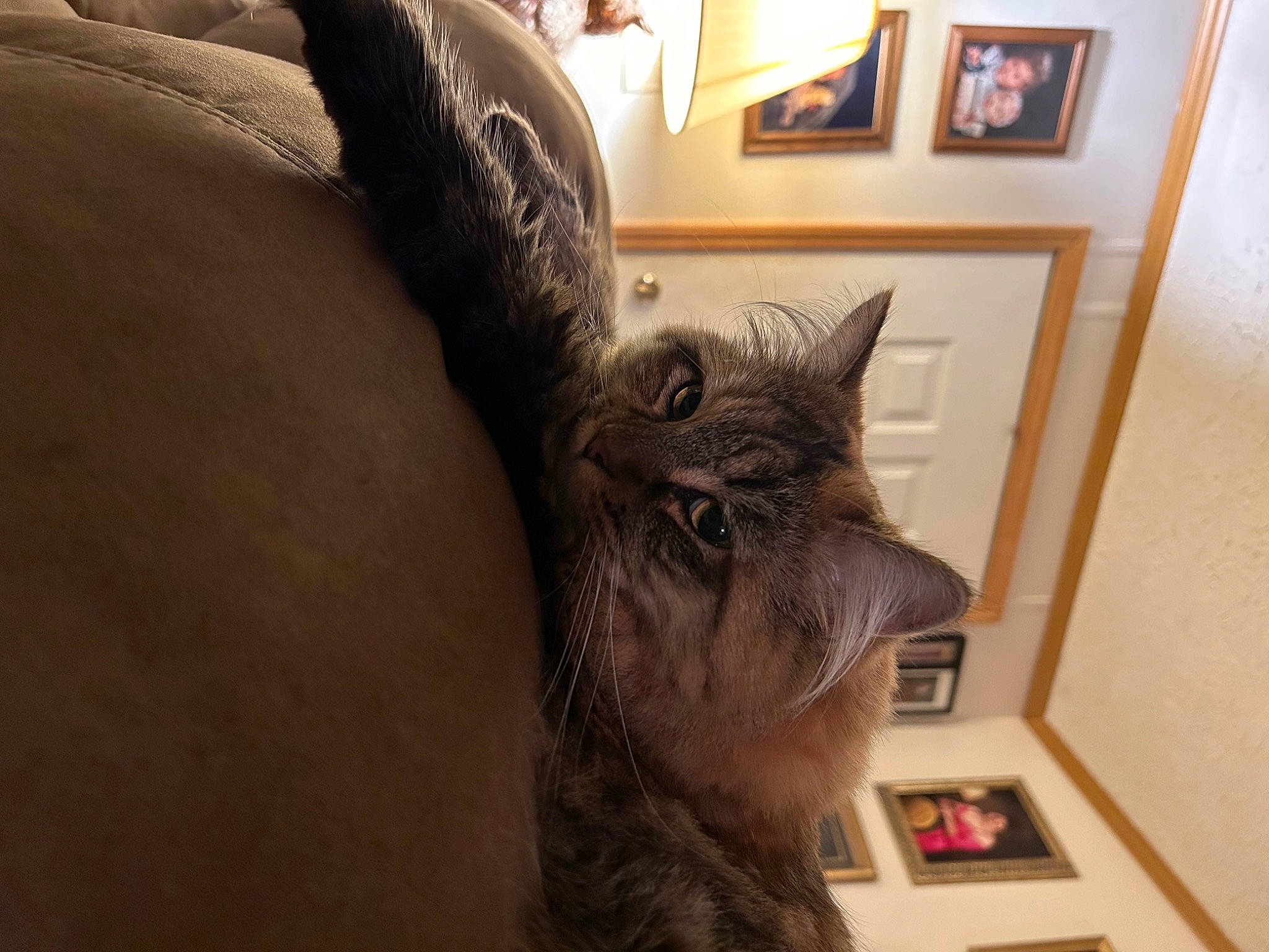 Lorelei joined the competition — help win amazing prizes! canidae, carnivore, cat, claw, comfort, domestic_short_haired_cat, ear, fawn, felidae, fur, grey, picture_frame, room, small_to_medium_sized_cats, snout, tail, whiskers, window, wood