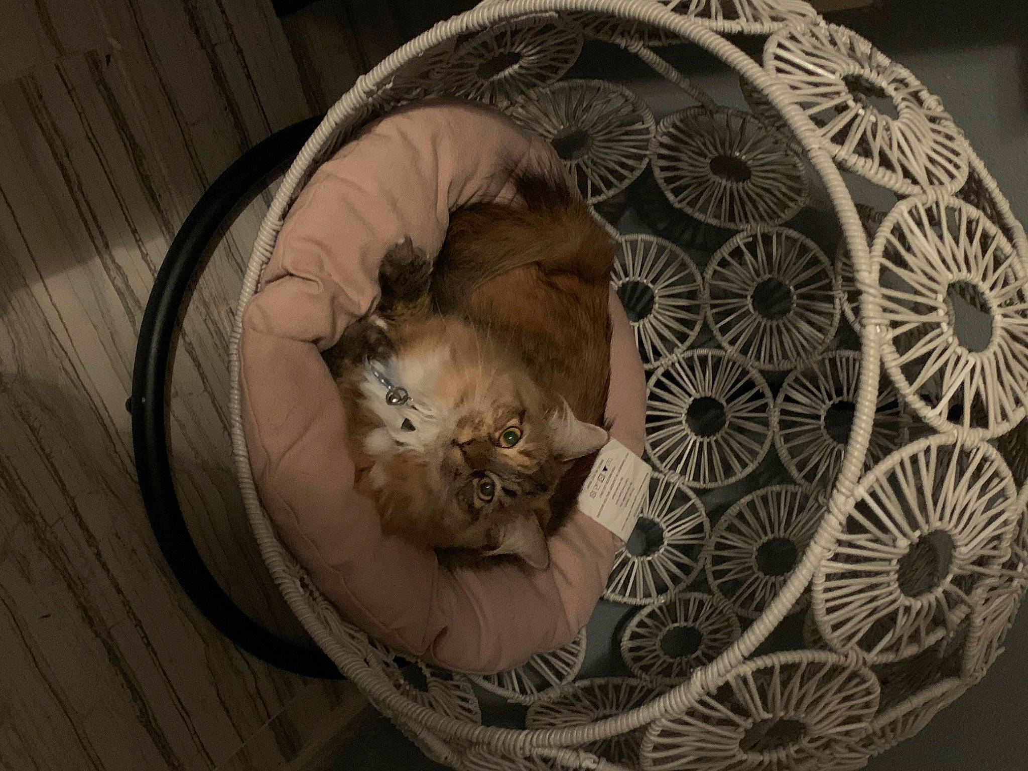 Lorelei is registered to the contest to win money with this photo: artifact, basket, carnivore, cat, cat_bed, cat_supply, circle, comfort, dishware, domestic_short_haired_cat, fawn, felidae, flooring, fur, grey, serveware, small_to_medium_sized_cats, tail, whiskers, wood