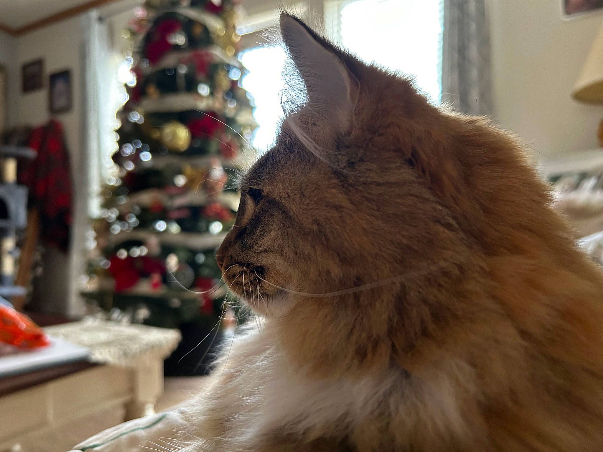 Lorelei is registered to the contest to win money with this photo: carnivore, cat, christmas, christmas_decoration, christmas_ornament, christmas_tree, conifer, domestic_short_haired_cat, event, fawn, felidae, fur, holiday, holiday_ornament, small_to_medium_sized_cats, tail, tree, whiskers, window, wood