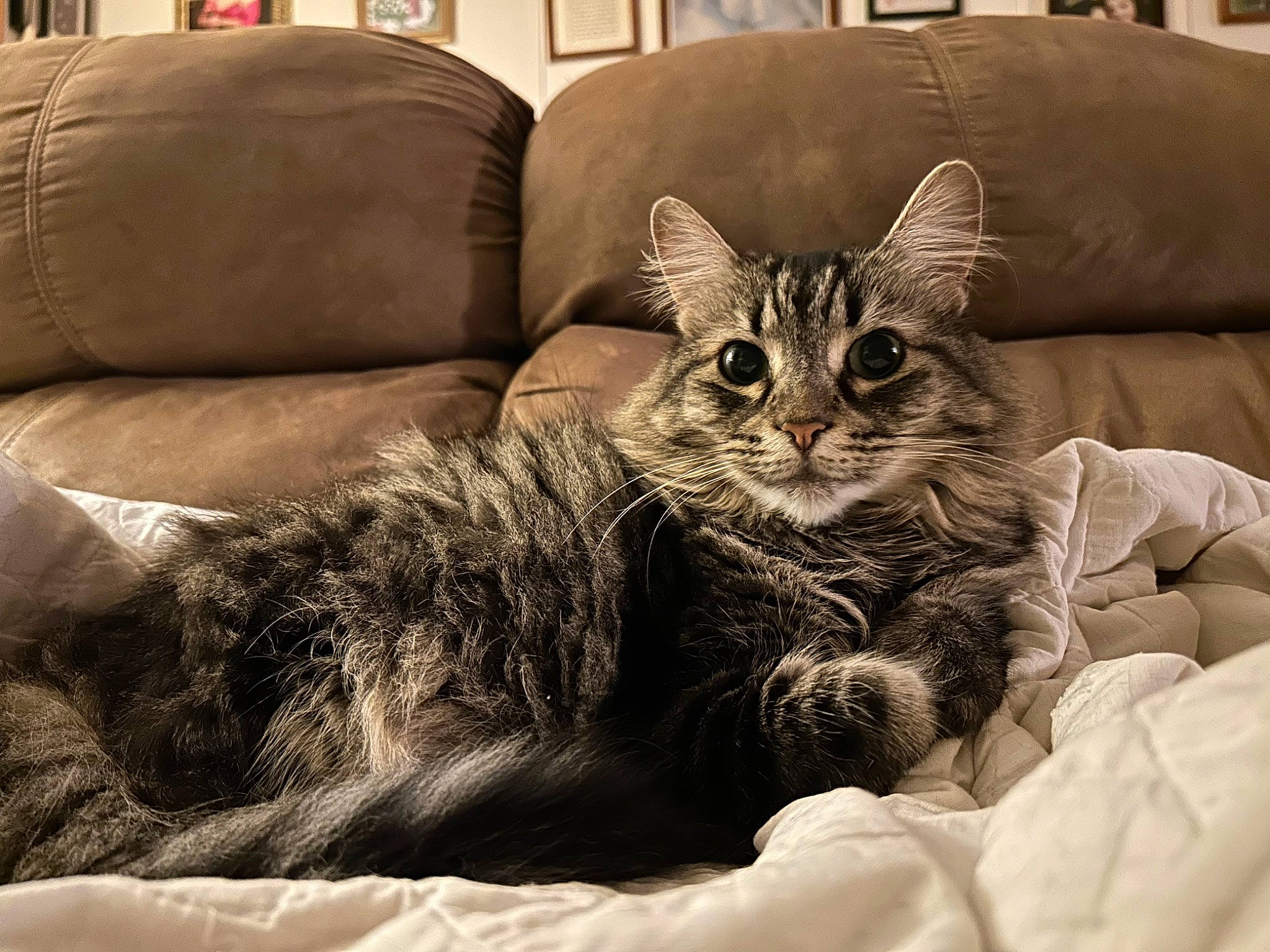 Siren joined the competition — help win amazing prizes! bed, carnivore, cat, claw, comfort, couch, domestic_short_haired_cat, felidae, flooring, fur, furniture, grey, living_room, paw, picture_frame, room, sitting, small_to_medium_sized_cats, tail, whiskers