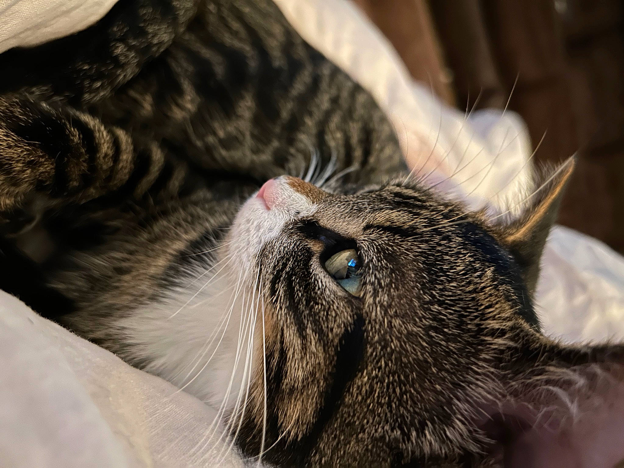 Gypsy is registered to the contest to win money with this photo: carnivore, cat, claw, close_up, comfort, domestic_short_haired_cat, ear, felidae, fur, grey, nap, paw, sleep, small_to_medium_sized_cats, snout, terrestrial_animal, whiskers, wildlife