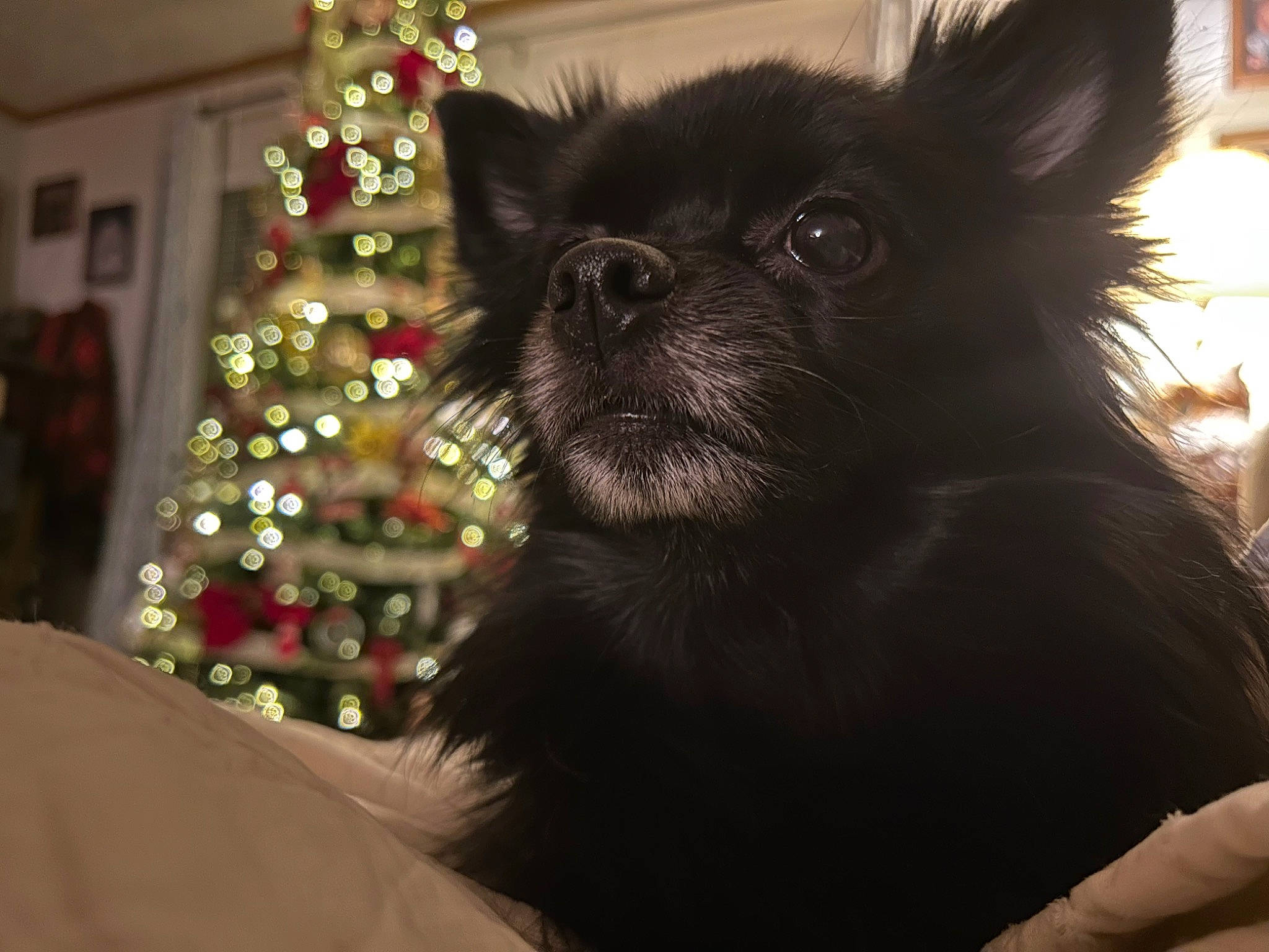 Lady is registered to the contest to win money with this photo: carnivore, christmas_decoration, christmas_ornament, christmas_tree, companion_dog, conifer, dog_breed, event, fawn, felidae, fur, holiday, holiday_ornament, ornament, plant, small_to_medium_sized_cats, snout, toy_dog, tree, whiskers