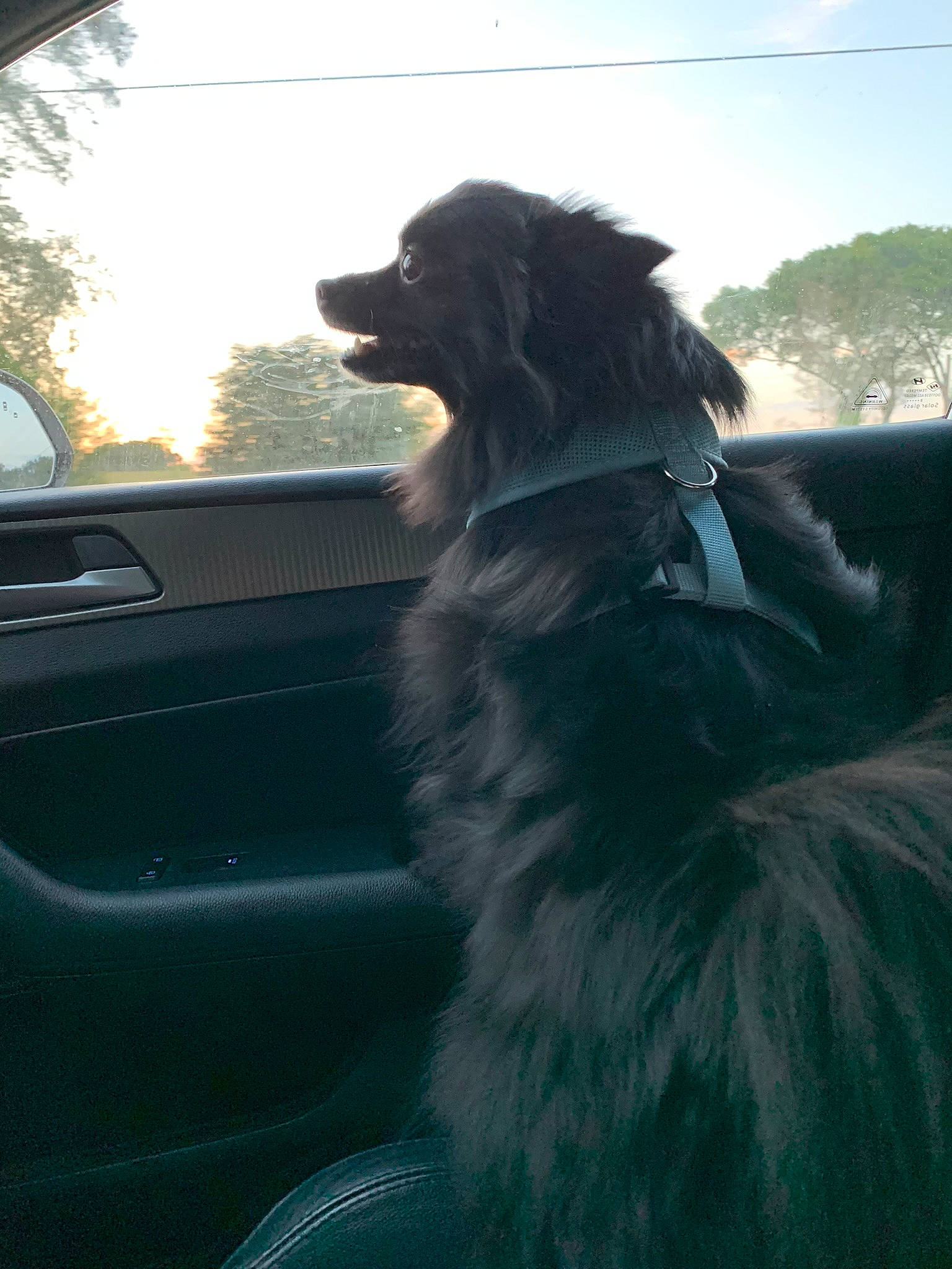 Lady joined the competition — help win amazing prizes! automotive_exterior, border_collie, canidae, car, carnivore, cloud, companion_dog, dog, dog_breed, dog_collar, fur, gun_dog, sky, snout, sporting_group, tints_and_shades, tree, vehicle, vehicle_door, windshield