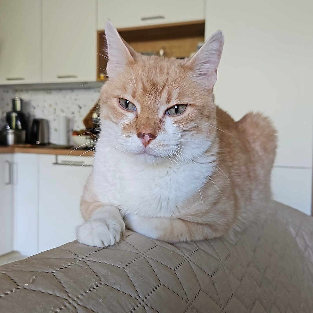 Malo a rejoint le concours — aidez-le/la à gagner de superbes lots ! animal, cat, couch, domestic_animal, ears, feline, fur, furniture, ginger_cat, home, indoor, kitchen, paw, pet, portrait, quilted_couch, relaxed, resting, whiskers, white_cat