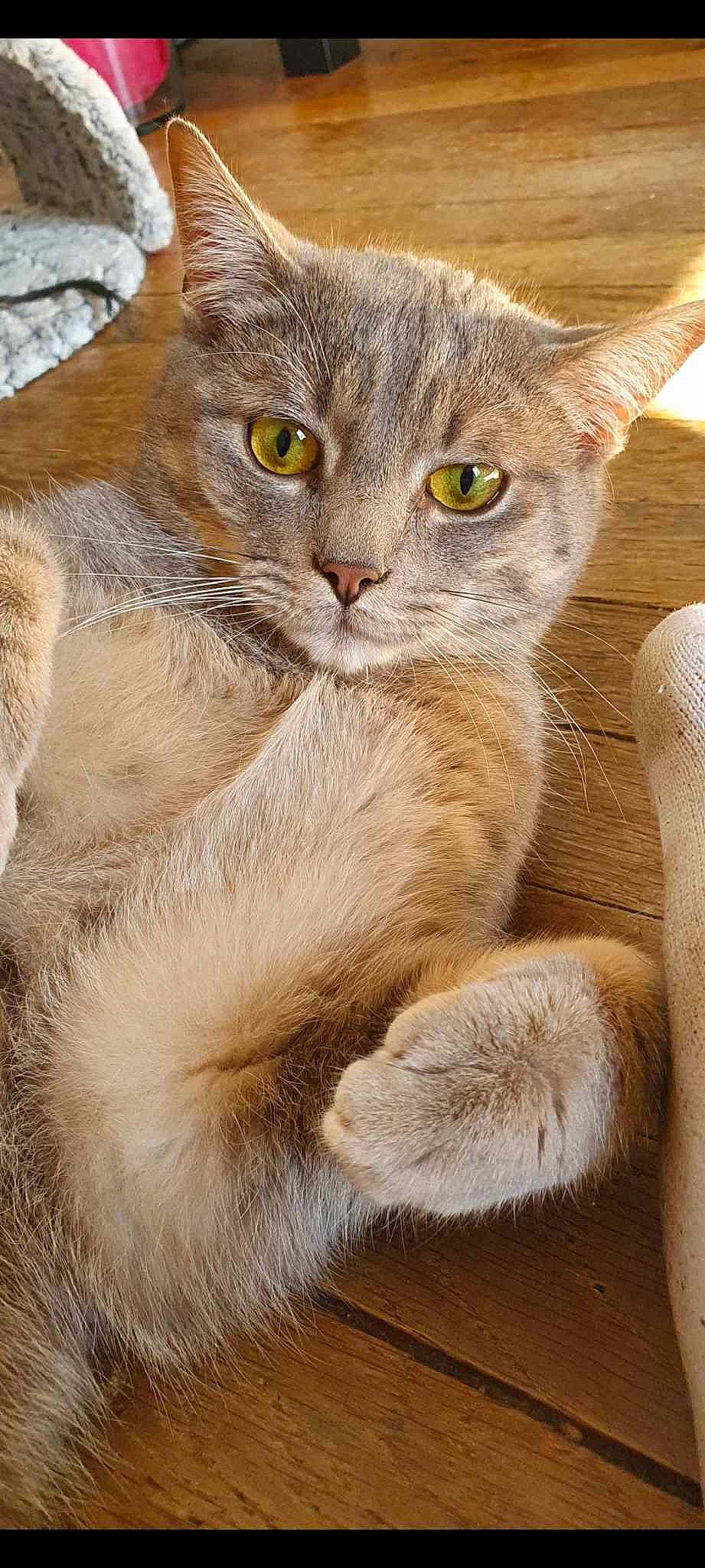 Guizmo participe au concours pour gagner de l'argent avec cette photo : carnivore, cat, claw, comfort, domestic_short_haired_cat, eye, fawn, felidae, fur, glasses, paw, small_to_medium_sized_cats, snout, terrestrial_animal, whiskers, wildlife, window